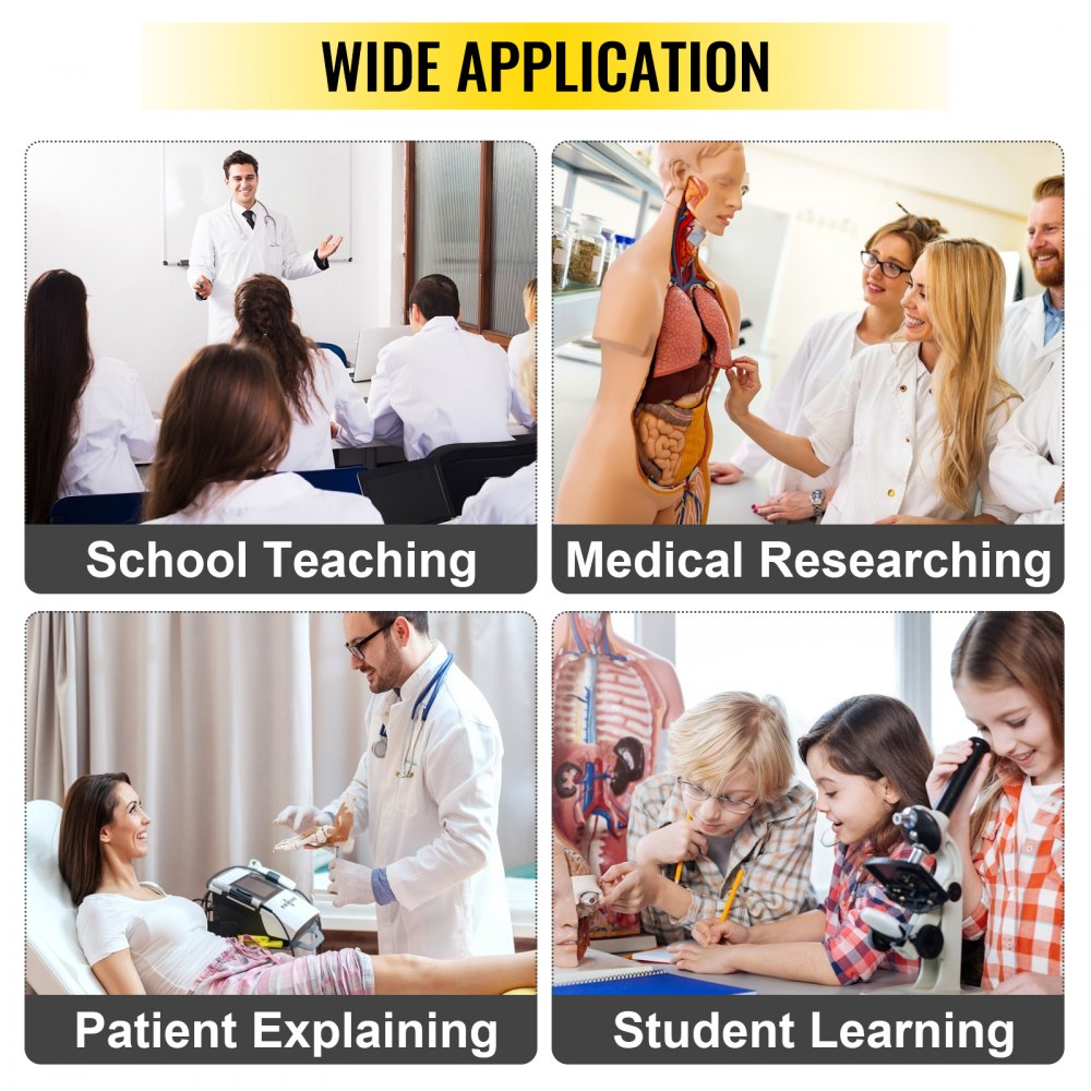 VEVOR 27-delig anatomiemodel, menselijk torso, anatomiemodel, menselijk lichaam, anatomisch menselijk model, menselijke modellen, lesmodel met organen, voor het leren en weergeven van het spierstelsel