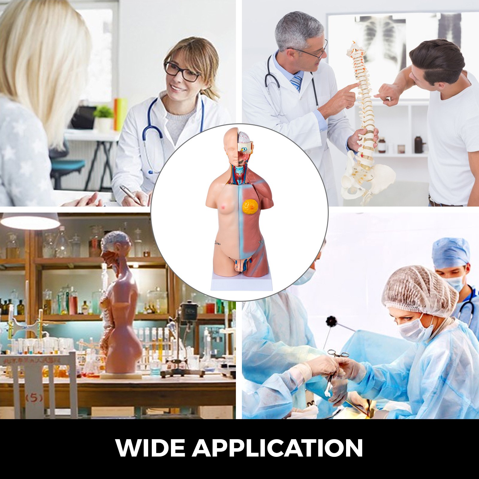 Menselijk Lichaam Model Menselijk Lichaam Anatomie Model 45 cm