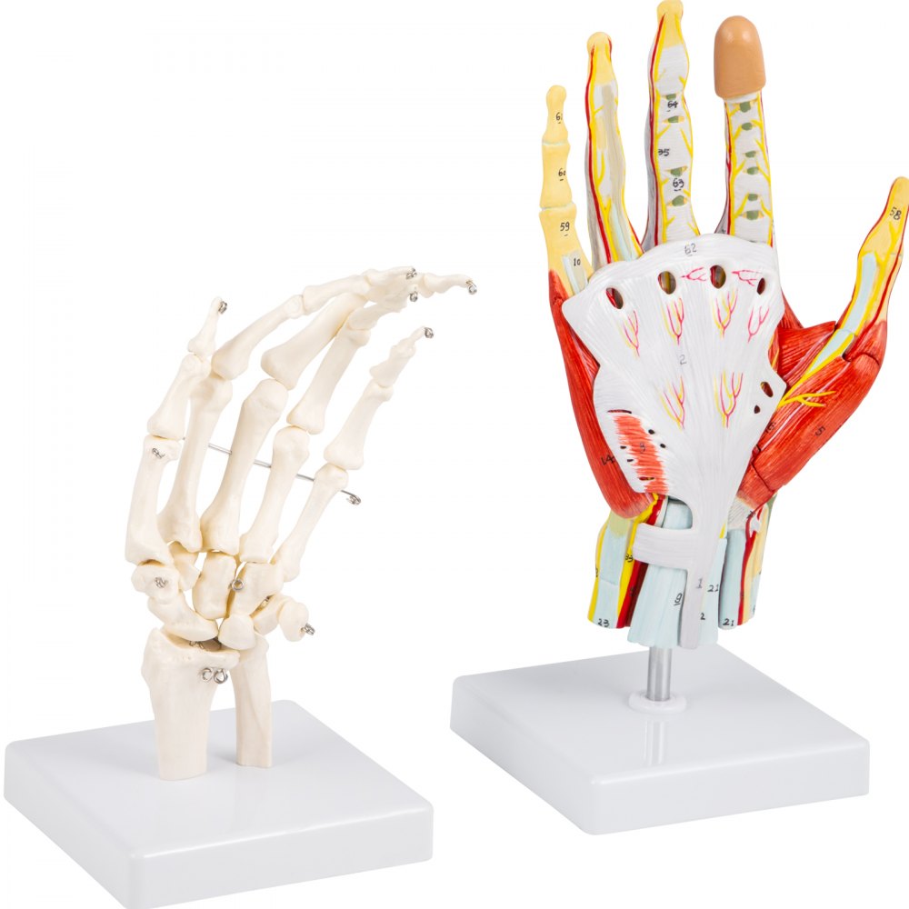 VEVOR Hand Anatomisch Model 7-delig Afneembaar Menselijk Hand Model 25 x 12 cm Hand Skelet Model uit PVC-materiaal met Eenvoudige Magneetmontage voor de Fysieke Uitleg, Presentatie en Modelweergave