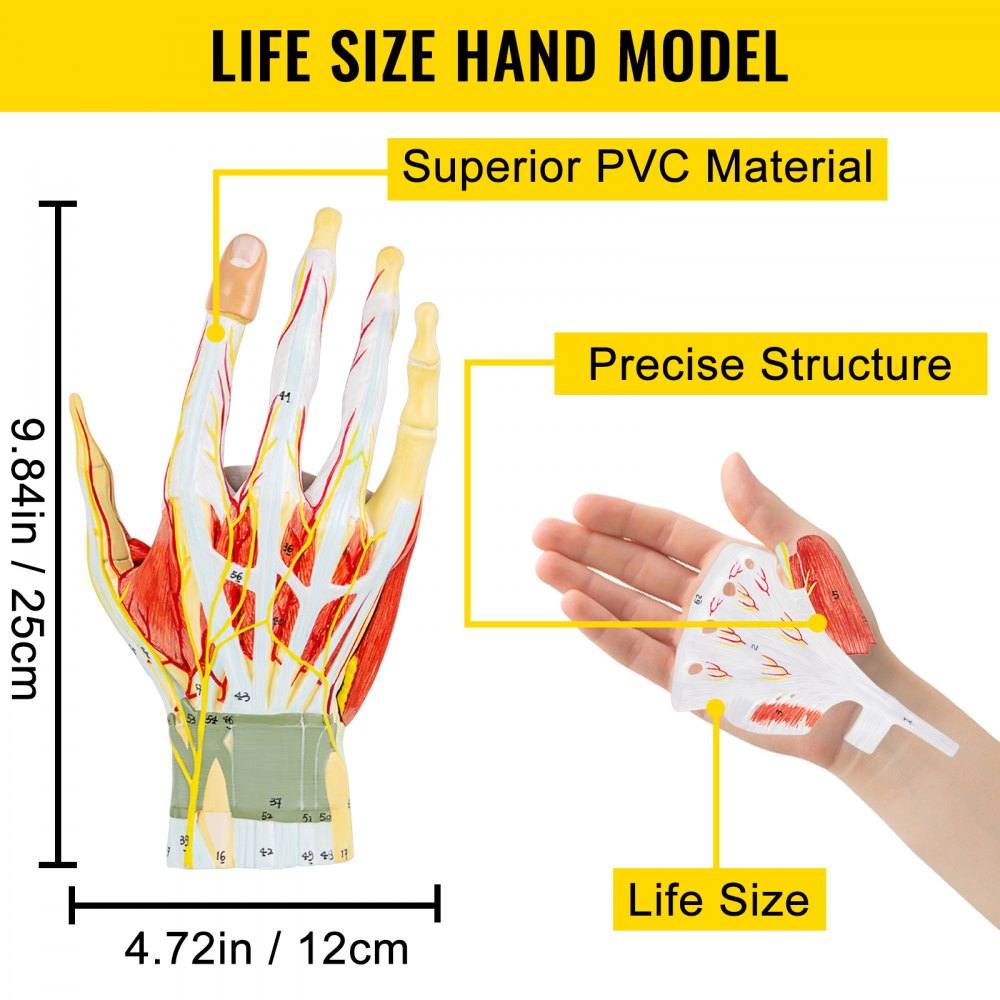 VEVOR Hand Anatomisch Model 7-delig Afneembaar Menselijk Hand Model 25 x 12 cm Hand Skelet Model uit PVC-materiaal met Eenvoudige Magneetmontage voor de Fysieke Uitleg, Presentatie en Modelweergave