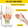 VEVOR Hand Anatomisch Model 7-delig Afneembaar Menselijk Hand Model 25 x 12 cm Hand Skelet Model uit PVC-materiaal met Eenvoudige Magneetmontage voor de Fysieke Uitleg, Presentatie en Modelweergave