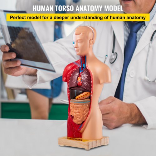 VEVOR Torso Anatomie Model 8 x 14 x 28 cm Menselijk Torso Model PVC Menselijk Torso Anatomie Model met Afneembare 15 Onderdelen en Stabiele Basis Veel Toegepast in Laboratoria Scholen Universiteiten