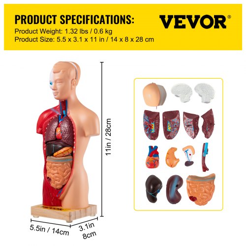 VEVOR Torso Anatomie Model 8 x 14 x 28 cm Menselijk Torso Model PVC Menselijk Torso Anatomie Model met Afneembare 15 Onderdelen en Stabiele Basis Veel Toegepast in Laboratoria Scholen Universiteiten