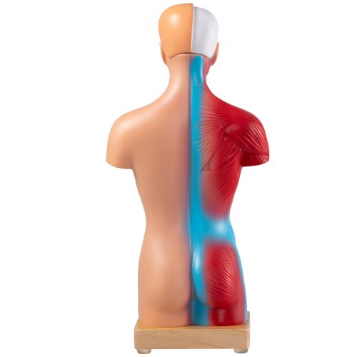 VEVOR Torso Anatomie Model 8 x 14 x 28 cm Menselijk Torso Model PVC Menselijk Torso Anatomie Model met Afneembare 15 Onderdelen en Stabiele Basis Veel Toegepast in Laboratoria Scholen Universiteiten
