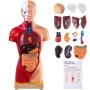 VEVOR Human Torso Anatomy Model, 15 Parts, 11 Inch Human Body Model with Brian Skull Head Heart and Removable Organs, Display Base & Product Manual Included, for Student Education Learning Display
