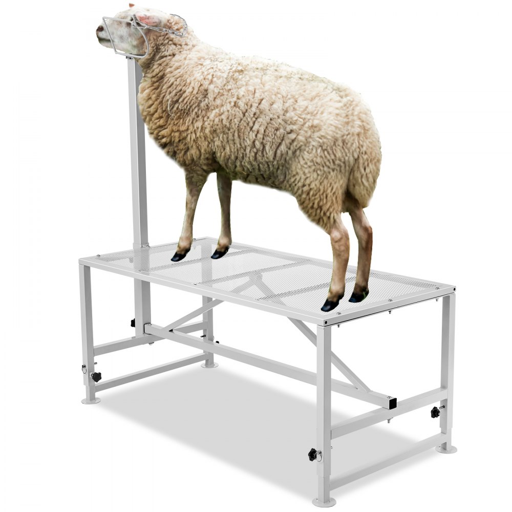 sheep on a VEVOR livestock stand, highlighting sturdy metal construction and mesh platform.