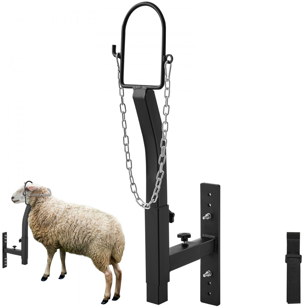 VEVOR livestock trimming stand with an adjustable head lock, shown securing a sheep.