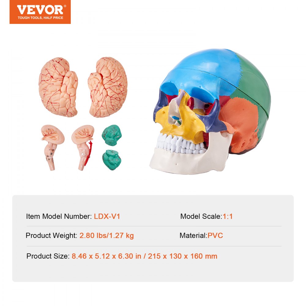 Model czaszki ludzkiej VEVOR, 8 części mózgu i 3 części czaszki, malowany model anatomicznej czaszki naturalnej wielkości, anatomiczna czaszka z PVC, odłączany model edukacyjny czaszki do profesjonalnego nauczania
