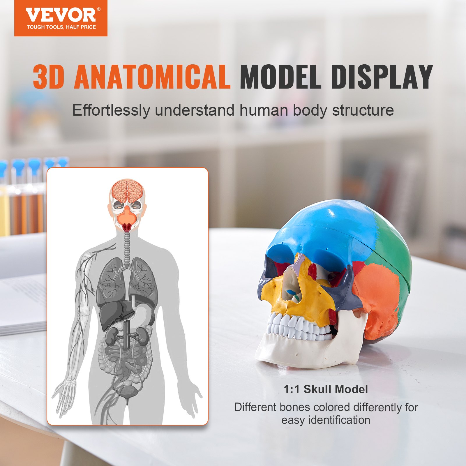 Model czaszki ludzkiej VEVOR, 8 części mózgu i 3 części czaszki, malowany model anatomicznej czaszki naturalnej wielkości, anatomiczna czaszka z PVC, odłączany model edukacyjny czaszki do profesjonalnego nauczania