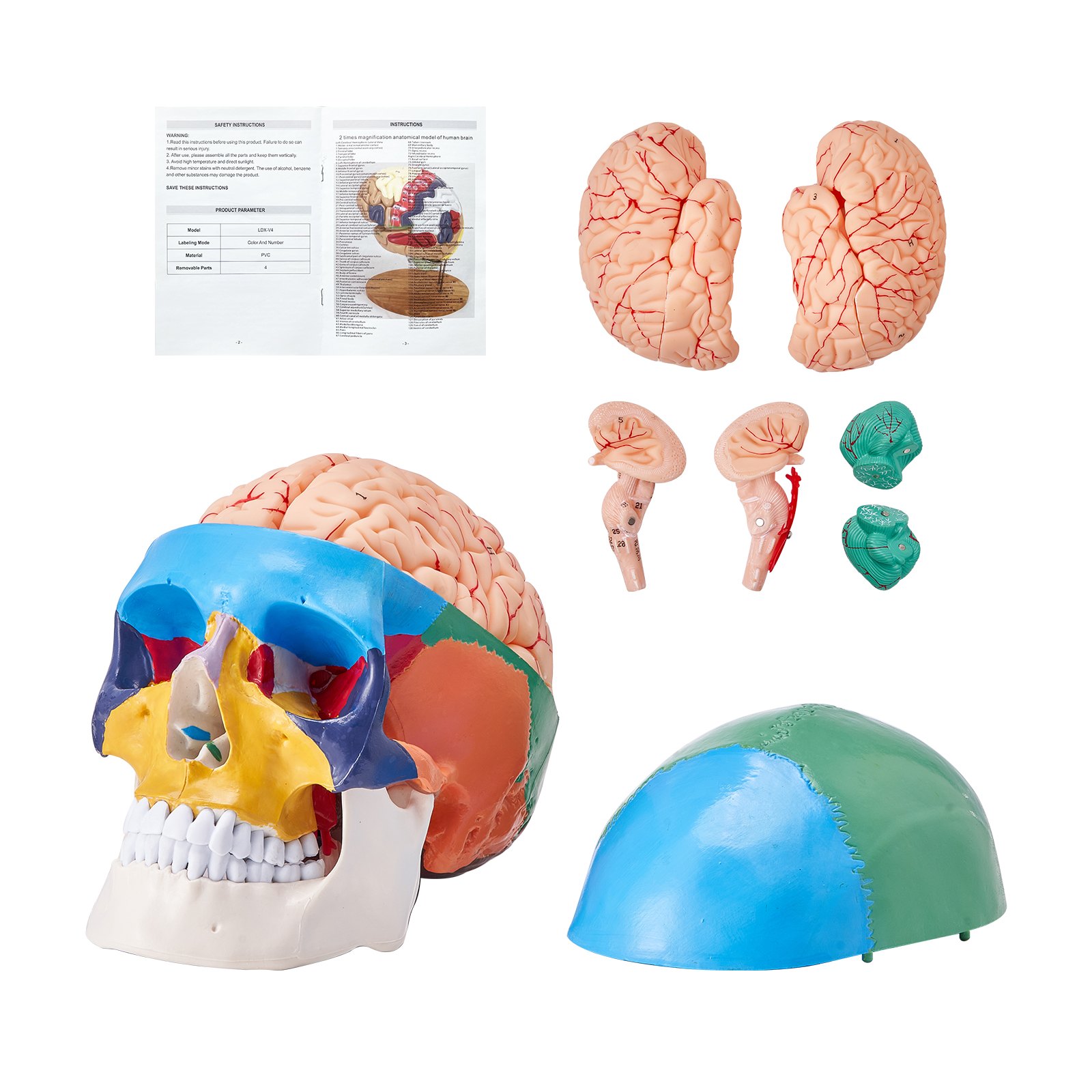 Model czaszki ludzkiej VEVOR, 8 części mózgu i 3 części czaszki, malowany model anatomicznej czaszki naturalnej wielkości, anatomiczna czaszka z PVC, odłączany model edukacyjny czaszki do profesjonalnego nauczania