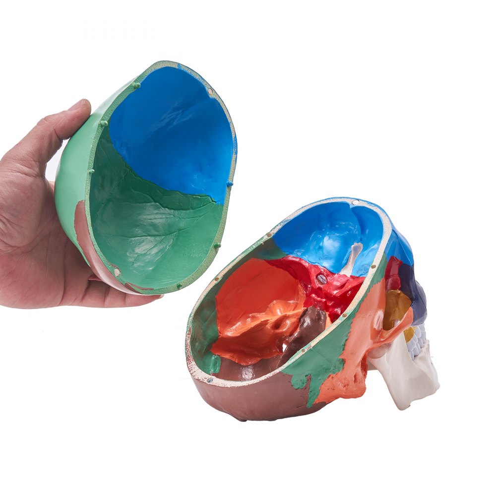 Model czaszki ludzkiej VEVOR, 3-częściowa anatomia czaszki ludzkiej, malowany model anatomiczny czaszki naturalnej wielkości, anatomiczna czaszka z PVC, odłączany edukacyjny model czaszki, narzędzia edukacyjne