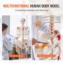 VEVOR Human Skeleton Model for Anatomy, 182 cm Life Size, Accurate PVC Anatomical Skeleton Model with Ligaments, Movable Arms, Legs & Jaw, with Muscle Origins & Insertion Points