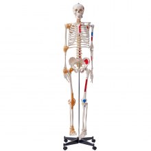 Anatomiczny model szkieletu ludzkiego VEVOR, naturalnej wielkości 182 cm, dokładny anatomiczny model szkieletu z PVC z więzadłami, ruchomymi ramionami, nogami i szczękami, z początkiem mięśni i punktami wstawienia