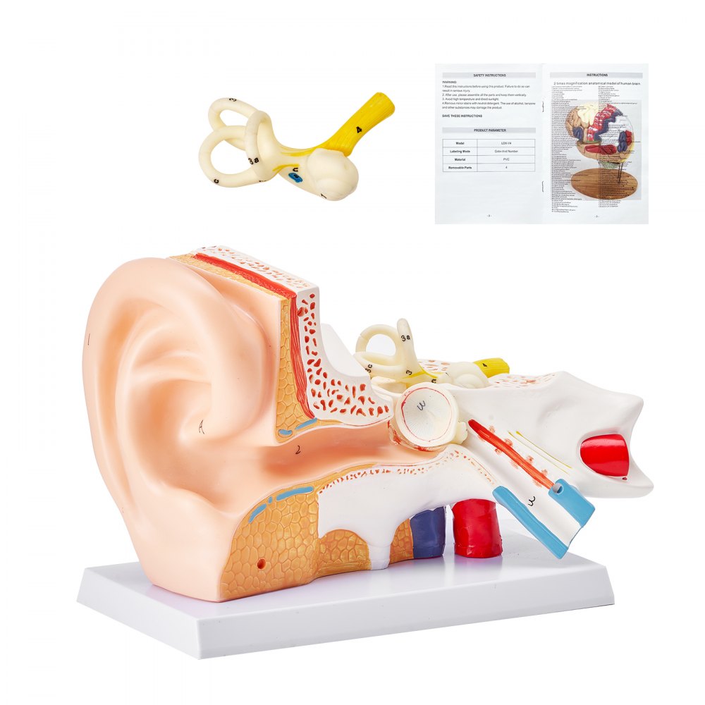 Model 3D anatomii ludzkiego ucha VEVOR, 3 części 5-krotnie powiększony model ludzkiego ucha, ucho zewnętrzne, środkowe, wewnętrzne z podstawą, profesjonalny anatomiczny model ucha z PVC, pomoc dydaktyczna