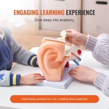 Model 3D anatomii ludzkiego ucha VEVOR, 3 części 5-krotnie powiększony model ludzkiego ucha, ucho zewnętrzne, środkowe, wewnętrzne z podstawą, profesjonalny anatomiczny model ucha z PVC, pomoc dydaktyczna