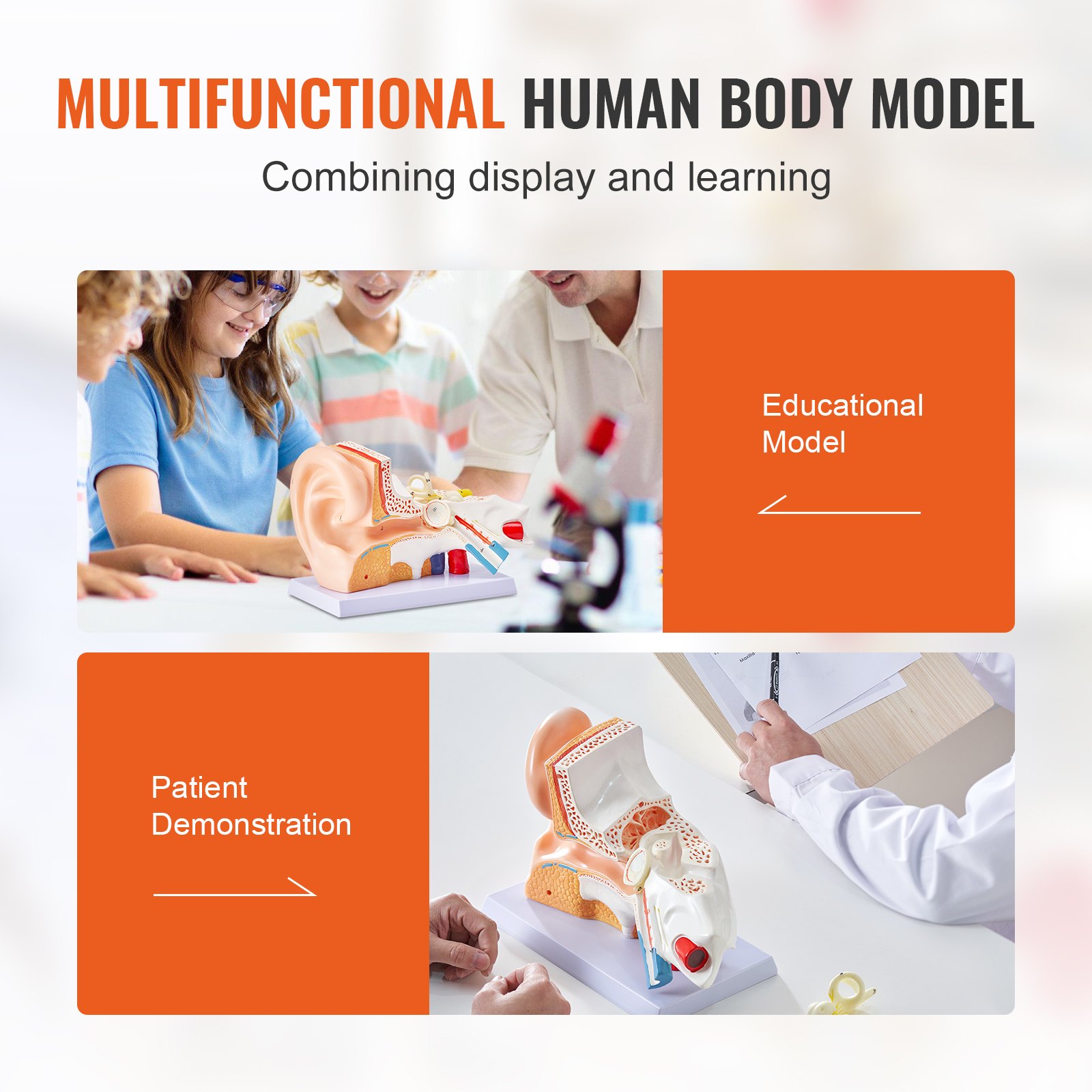 Model anatomii ucha ludzkiego VEVOR 3D, 3 części, 5-krotnie powiększony, model ucha ludzkiego, ucho zewnętrzne, środkowe, wewnętrzne z podstawą, profesjonalny model anatomiczny ucha z PVC, pomoc dydaktyczna