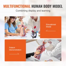 Model ludzkiego ciała VEVOR, 23 sztuki, 455 mm, model anatomiczny ludzkiego tułowia, unisex anatomiczny model szkieletu z wymiennymi narządami, edukacyjna pomoc dydaktyczna dla uczniów, demonstracja dydaktyczna
