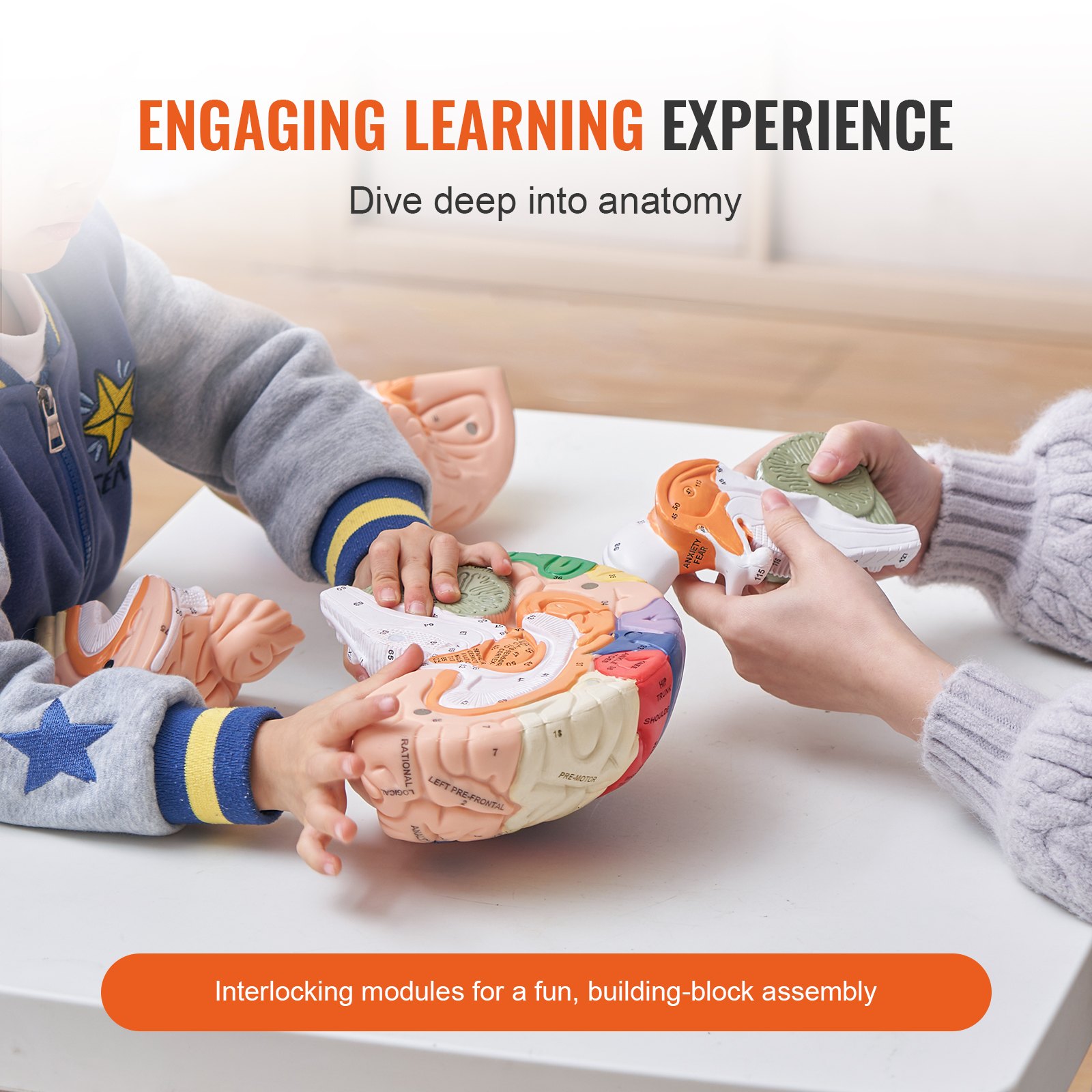 VEVOR Human Brain Model Anatomy, 2X Life-Size 4-Piece Human Brain Anatomical Model with Labels & Display Base, Color-Coded Detachable Brain for Research and Teaching