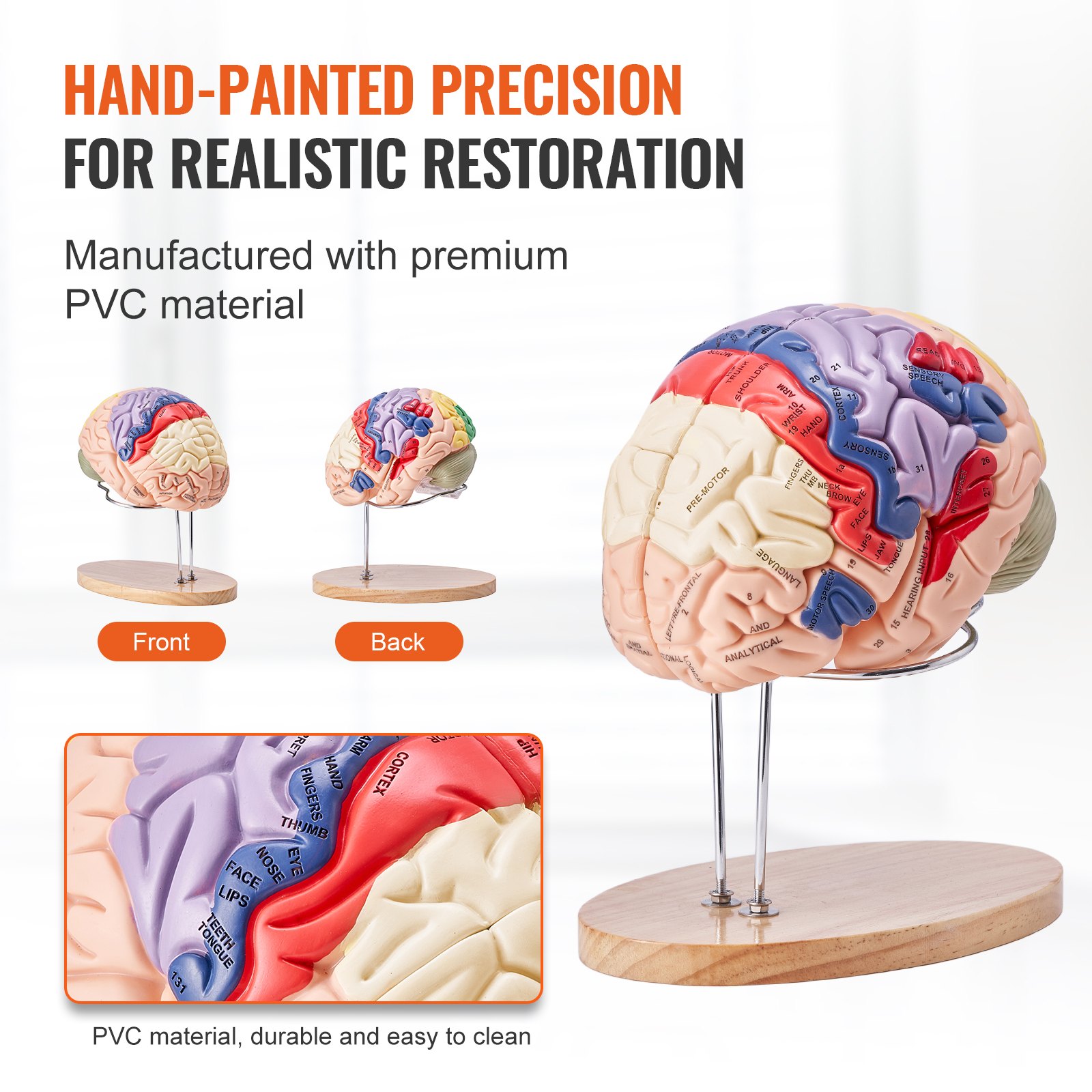 VEVOR Human Brain Model Anatomy, 2X Life-Size 4-Piece Human Brain Anatomical Model with Labels & Display Base, Color-Coded Detachable Brain for Research and Teaching