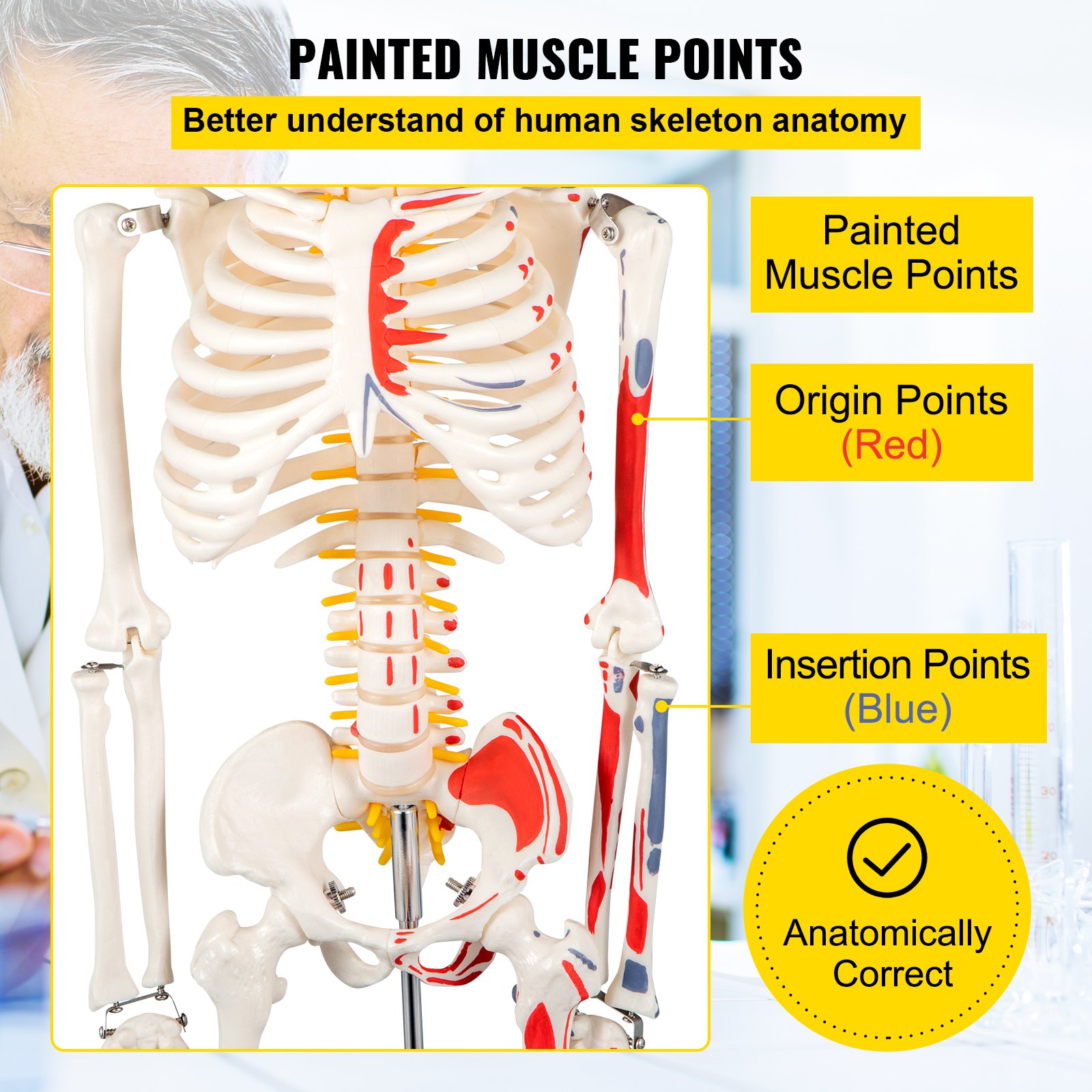 VEVOR ludzki szkielet model edukacyjny 85 cm anatomia model szkieletu punkty mięśniowe