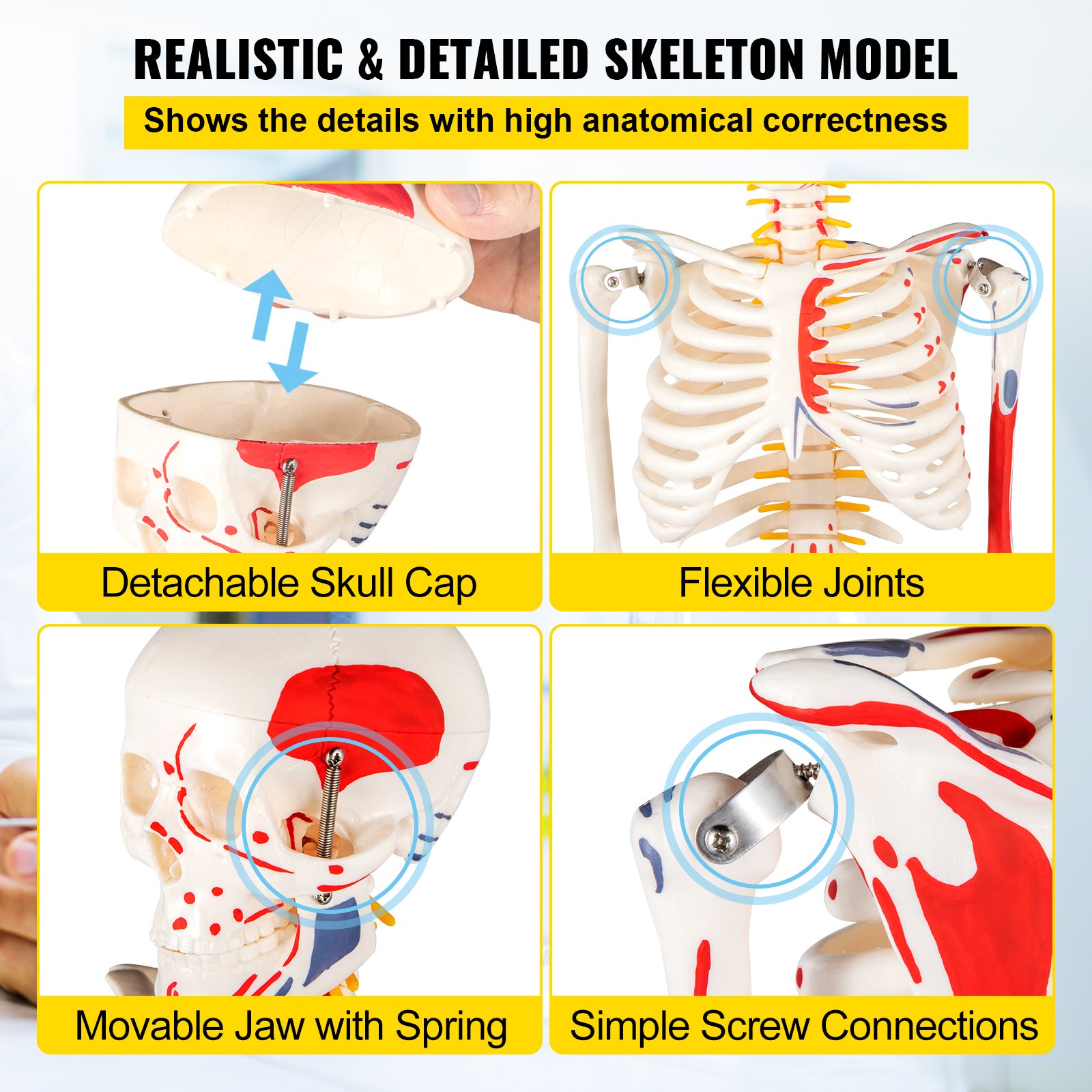 VEVOR ludzki szkielet model edukacyjny 85 cm anatomia model szkieletu punkty mięśniowe