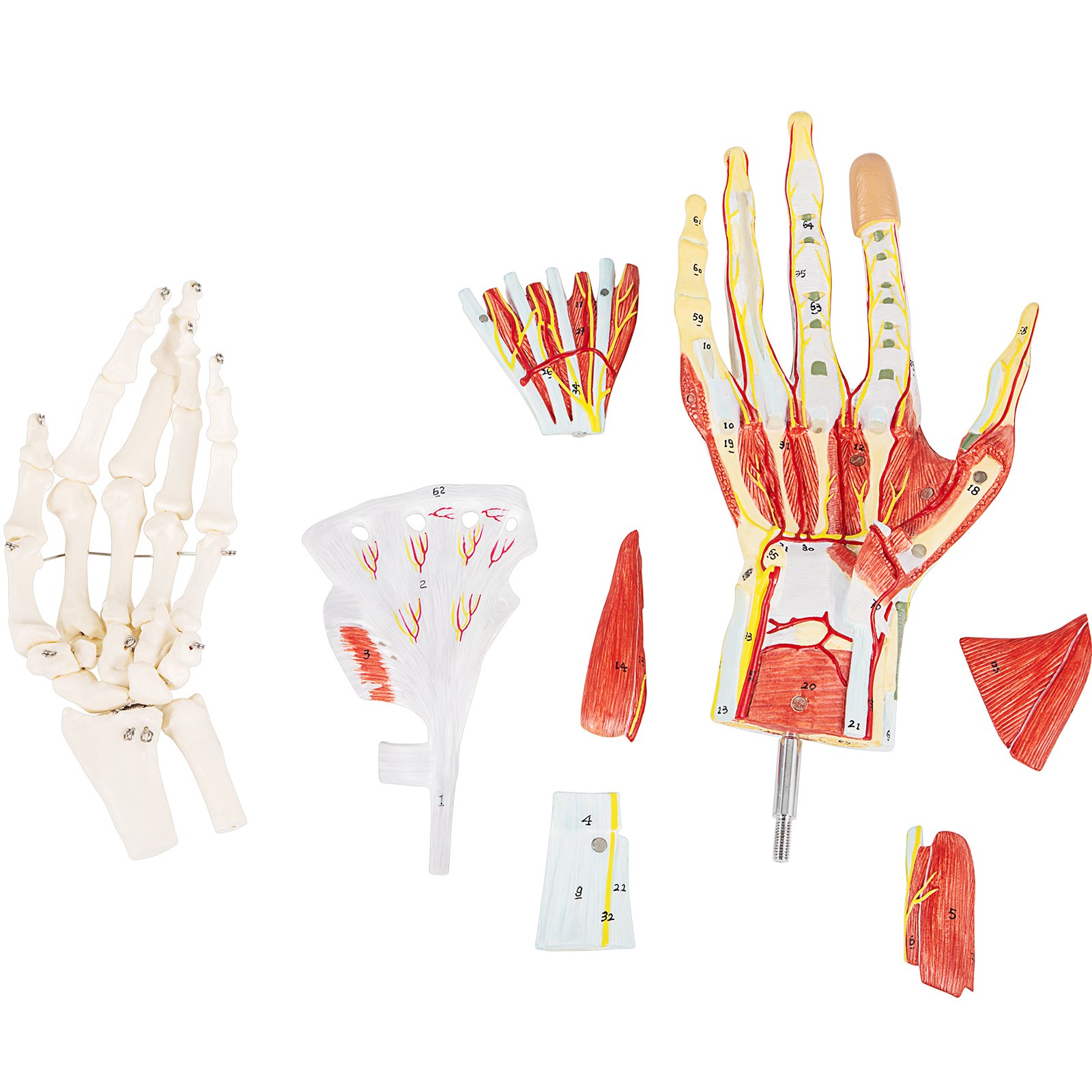 VEVOR model anatomiczny dłoni szkielet więzadła mięśnie anatomiczny kształt dłoni PVC
