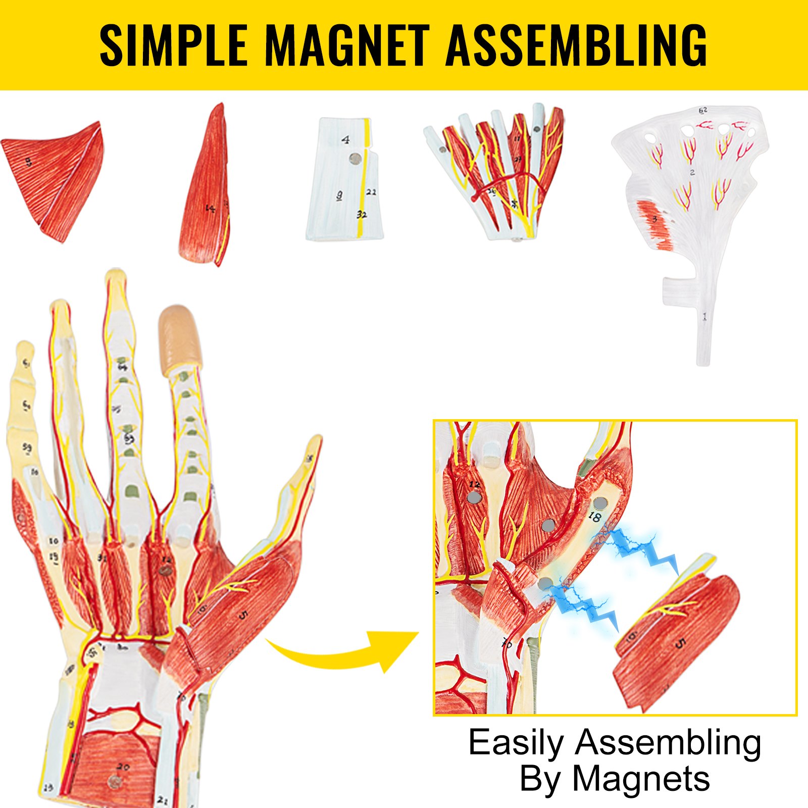 VEVOR model anatomiczny dłoni szkielet więzadła mięśnie anatomiczny kształt dłoni PVC