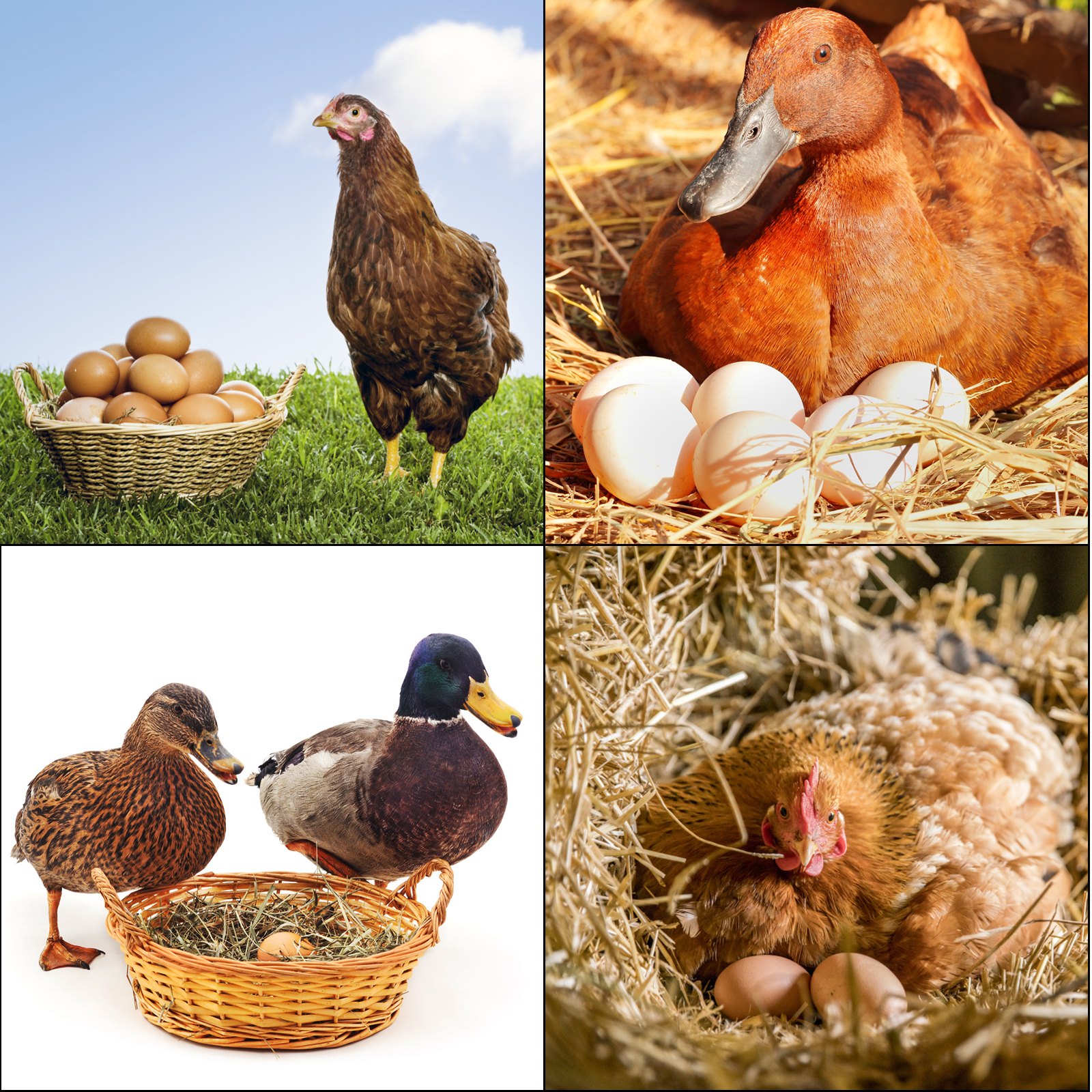 VEVOR Chicken Nesting Boxes Roll Away Eggs Poultry Nest 2 holes with Basket