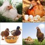 Vevor Chicken Nesting Boxes Nido de aves de corral Huevos de acero galvanizado de 4 agujeros