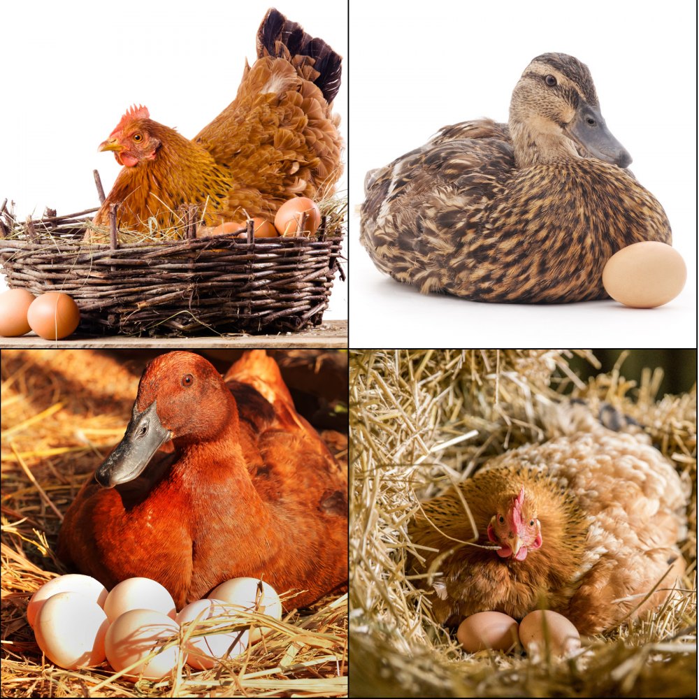Vevor Chicken Nesting Boxes Poultry Nest 6-hole Galvanized Steel Laying Eggs