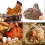 Vevor Chicken Nesting Boxes Poultry Nest 6-hole Galvanized Steel Laying Eggs