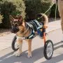VEVOR Dog Wheelchair for Back Legs, Lightweight 2 Wheels Pet Wheelchair, Height, Width & Length Adjustable, Dog Cart with Shock-Absorbing Wheels, for Injured, Disabled Dogs 48-88 lbs, Large