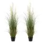 Reed Flower Grass