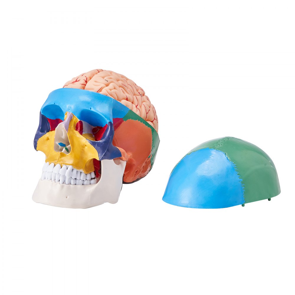 VEVOR Human Skull Model, 8 Parts Brain & 3 Parts Skull, Life-Size Painted Anatomy Skull Model, PVC Anatomical Skull, Detachable Learning Skull Model for Professional Teaching, Researching and Learning