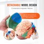 Model lidské lebky VEVOR, 8 částí mozku a 3 části lebky, malovaný anatomický model lebky v životní velikosti, anatomická lebka z PVC, odnímatelný výukový model lebky pro profesionální výuku, výzkum a učení