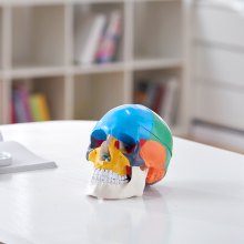 Modelo de cráneo humano VEVOR, 8 partes de cerebro y 3 partes de cráneo, modelo de cráneo de anatomía pintado de tamaño natural, cráneo anatómico de PVC, modelo de cráneo de aprendizaje desmontable para enseñanza, investigación y aprendizaje profesional