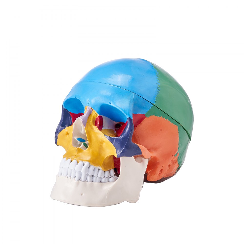 Modèle de crâne humain VEVOR, anatomie de crâne humain en 3 parties, modèle de crâne d'anatomie peint grandeur nature, crâne anatomique en PVC, modèle de crâne d'apprentissage détachable, pour l'enseignement professionnel, la recherche et l'apprentissage