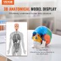 Model lidské lebky VEVOR, 3dílná anatomie lidské lebky, malovaný model lebky v životní velikosti, anatomická lebka z PVC, odnímatelný výukový model lebky, pro profesionální výuku, výzkum a učení