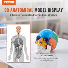 VEVOR menneskeskallemodell, 3-delt menneskeskalle-anatomi, malt anatomi-hodeskallemodell i naturlig størrelse, PVC-anatomisk hodeskalle, avtakbar læreskallemodell, for profesjonell undervisning, forskning og læring