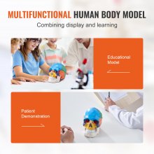VEVOR mänsklig skallemodell, 3-delad mänsklig skalle-anatomi, målad anatomi-skallemodell i naturlig storlek, PVC-anatomisk skalle, avtagbar inlärningsskallemodell, för professionell undervisning, forskning och lärande
