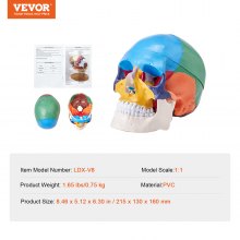 Modelo de cráneo humano VEVOR, anatomía de cráneo humano de 3 partes, modelo de cráneo de anatomía pintado de tamaño natural, cráneo anatómico de PVC, modelo de cráneo de aprendizaje desmontable, para enseñanza, investigación y aprendizaje profesional