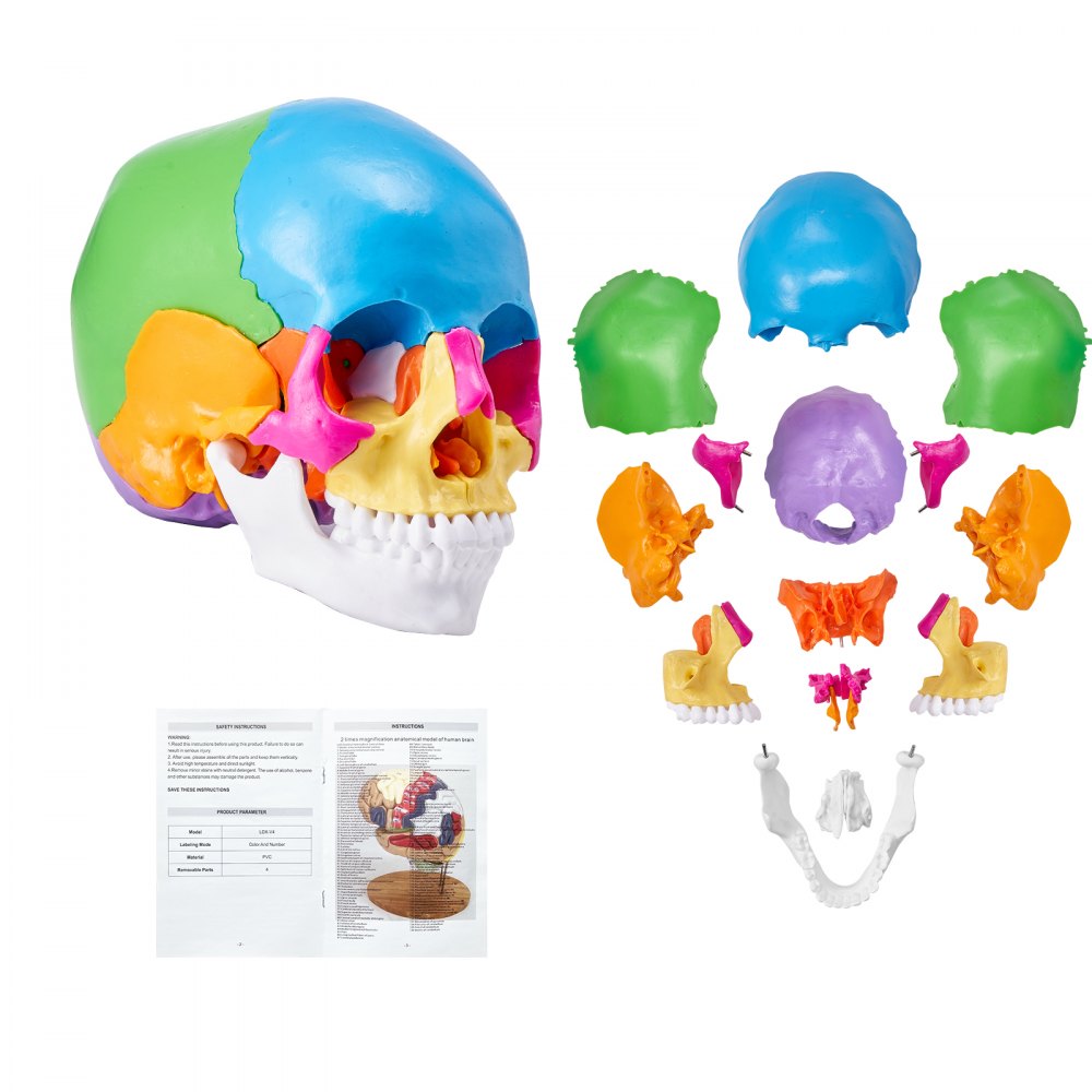 VEVOR emberi koponya modell, 22 részből álló emberi koponya anatómia, életnagyságú festett anatómiai koponyamodell, PVC anatómiai koponya, levehető tanulókoponya modell, professzionális oktatáshoz, kutatáshoz és tanuláshoz