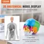 VEVOR Human Skull Model, 22 Parts Human Skull Anatomy, Life-Size Painted Anatomy Skull Model, PVC Anatomical Skull, Detachable Learning Skull Model, for Professional Teaching, Researching and Learning
