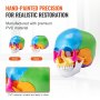 VEVOR Human Skull Model, 22 Parts Human Skull Anatomy, Βαμμένο σε φυσικό μέγεθος μοντέλο κρανίου ανατομίας, PVC Anatomical Skull, Detachable Learning Skull Model, for Professional Teaching, Research and Learning