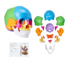 VEVOR Human Skull Model, 22 Parts Human Skull Anatomy, Life-Size Painted Anatomy Skull Model, PVC Anatomical Skull, Detachable Learning Skull Model, for Professional Teaching, Researching and Learning