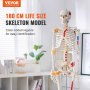 VEVOR Human Skeleton Model for Anatomy, 71,65" φυσικού μεγέθους, Ακριβές μοντέλο σκελετού ανατομίας PVC με συνδέσμους, κινητά χέρια, πόδια και γνάθο, με μυϊκή προέλευση & σημεία εισαγωγής, για επαγγελματική διδασκαλία