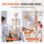 VEVOR Modelo de esqueleto humano para anatomía, tamaño real de 71.65 pulgadas, modelo de esqueleto de anatomía de PVC preciso con ligamentos, brazos móviles, piernas y mandíbula, con origen muscular y puntos de inserción, para enseñanza profesional