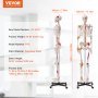 VEVOR menneskelig skeletmodel til anatomi, 71,65" naturlig størrelse, nøjagtig PVC-anatomisk skeletmodel med ledbånd, bevægelige arme, ben og kæbe, med muskeloprindelse og indføringspunkter, til professionel undervisning