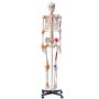 VEVOR emberi csontváz modell anatómiához, 71,65" életnagyság, pontos PVC anatómiai csontváz modell szalagokkal, mozgatható karokkal, lábakkal és állkapcsokkal, izomeredetű és beillesztési pontokkal, professzionális oktatáshoz