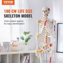 VEVOR Modèle de squelette humain pour l'anatomie, 180 cm, taille réelle, modèle précis de squelette d'anatomie en PVC avec ligaments, bras, jambes et mâchoire mobiles, avec origine musculaire et points d'insertion, pour l'enseignement professionnel